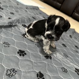 Girl 3 - Salt and pepper female Miniature Schnauzer puppy in Sacramento, California from Valdez Mini Schnauzers