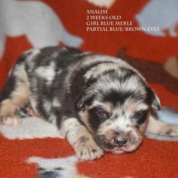 Analise - Blue merle female Miniature Australian Shepherd puppy in Patterson, North Carolina from DreamLine Aussies