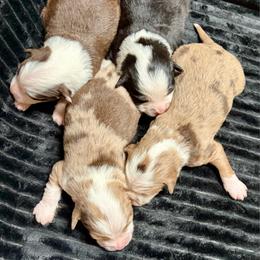 Aussiedoodle puppies from K&K Kennels