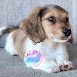 Shaded Cream Dapple Piebald Boy - Dapple male Dachshund puppy in Houston, Texas from L&L 4D Dancer’s Dachshunds