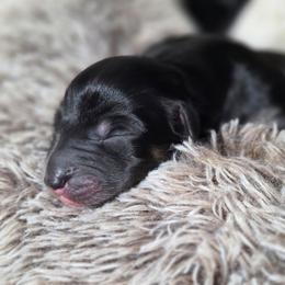 Chucky - Black tri-color male Australian Shepherd puppy in Salem, Oregon from Steady Aim Aussies