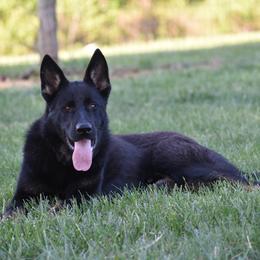 German Shepherd puppies from Masky Kennel