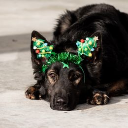 Milo - German Shepherd