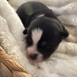Vito - Black and white male Pomsky puppy in Wisconsin from Summer's Pomskies
