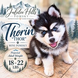 Thorin - Black and white male Pomsky puppy in Redding, California from Jubilee Hills