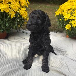 Echo - Phantom female Poodle puppy in Troy, New Hampshire from SP Standard Poodles