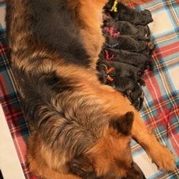 Boy 3 - Black and red male German Shepherd puppy in Valley Springs, South Dakota from Von Pasch German Shepherds