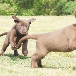 Labrador Retriever Puppies from Dry Pond Retrievers, LLC