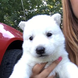 Siberian Husky Puppies from Douglas Mountain Farm and Kennel