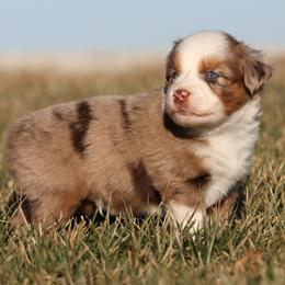 Jack - Red merle male Toy Australian Shepherd puppy in Laurel, Nebraska from 4C Toy Aussies