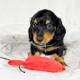 Jolly Rancher - Black and tan male Dachshund puppy in Sacramento, California from MiniDoxPups