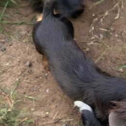Simba - Dachshund