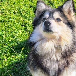 Donner - Wolf sable Pomsky puppy in Kennewick, Washington from Nebula Ranch Pomskies