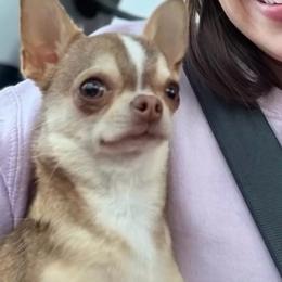 Kane - Chihuahua