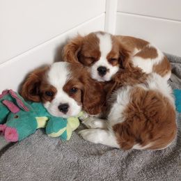 Cavalier King Charles Spaniels from Hawthorn Cavaliers