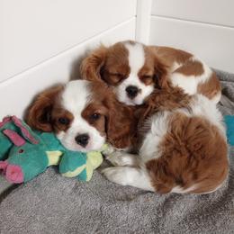 Cavalier King Charles Spaniels from Hawthorn Cavaliers
