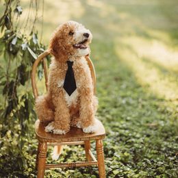 Cavapoo and Goldendoodle Puppies from Lake Cumberland Doodle Farm