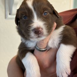 Australian Shepherd Puppies from Batt Ranch Australian Shepherds
