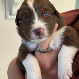 Australian Shepherd Puppies from Batt Ranch Australian Shepherds