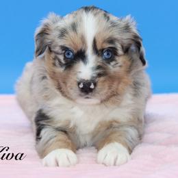 Capri - Blue merle female Miniature Australian Shepherd puppy in Weeki Wachee, Florida from Arlington's Mini Aussies