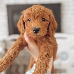 Goldendoodle Puppies from Summer Sun Doodles
