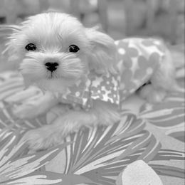 Winter - White male Maltese puppy in Upland, California from Prime Paradise Kennel