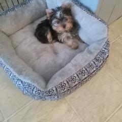 Yorkshire Terrier Puppies from Pam Gatrell's Yorkshire Terriers