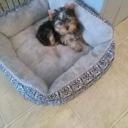 Yorkshire Terrier Puppies from Pam Gatrell's Yorkshire Terriers