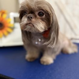Evie - Shih Tzu