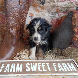Cedar (Brown Collar) - Black tri-color male Australian Shepherd puppy in Okeechobee, Florida from Rothsolid Puppies