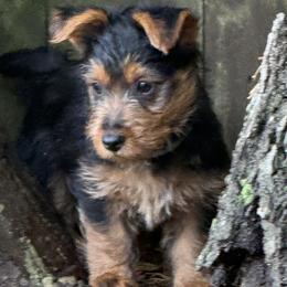 Australian Terriers from Dreamtime Australian Terriers