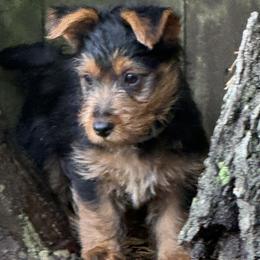 Australian Terriers from Dreamtime Australian Terriers
