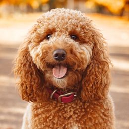 Stroodle - Goldendoodle