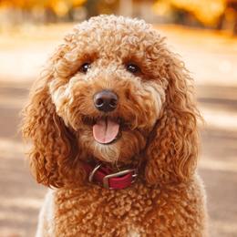 Stroodle - Goldendoodle