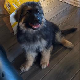 Dark Blue (Hades) - Black and silver male German Shepherd puppy in Pflugerville, Texas from The Zeus N Luna 2 Pay it Forward Foundation
