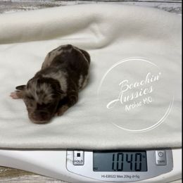 Red Merle 1 - Red merle male Australian Shepherd puppy in Archie, Missouri from Beachin' Aussies