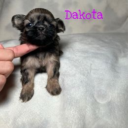Dakota - Sable female Shih Tzu puppy in California from Fairy Tails Shih Tzus CA