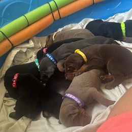 Doberman Pinscher Puppies from Aaliyah’s Dobies