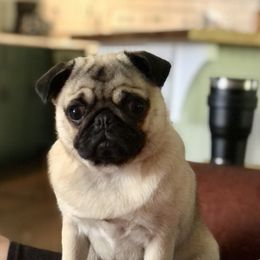 Pugs from Little House Pugs