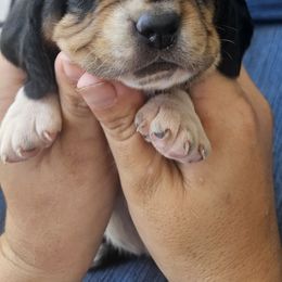Aspen - Black brown and white female Basset Hound puppy in Fort Leonard Wood, Missouri from Ozark Hounds