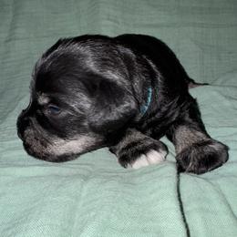 Ted - Black and silver male Miniature Schnauzer puppy in Akeley, Minnesota from Great Northern Schnauzers
