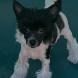 Chinese Crested Puppies from BryMar Chinese Cresteds