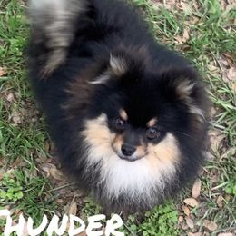 Thunder - Pomeranian
