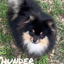 Thunder - Pomeranian