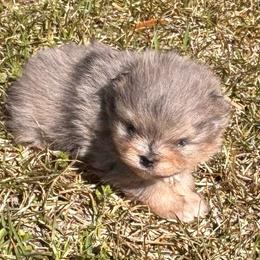 Blue merle - Blue merle male Pomeranian puppy in Fayetteville, North Carolina from Tar-heel Poms