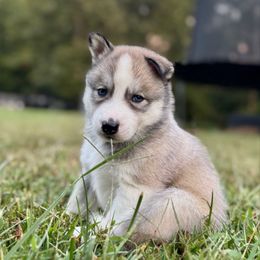 Ditto - Agouti and white male Siberian Husky puppy in Virginia from Pride Rock Siberians