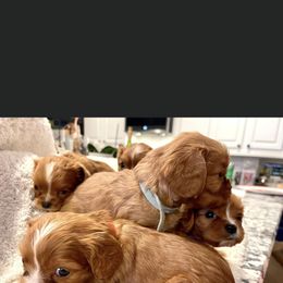 Cavalier King Charles Spaniel and Cavapoo Puppies from Texas Cavalier King Charles Spaniels Manard Enterprises