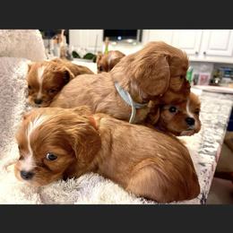 Cavalier King Charles Spaniel and Cavapoo Puppies from Texas Cavalier King Charles Spaniels Manard Enterprises