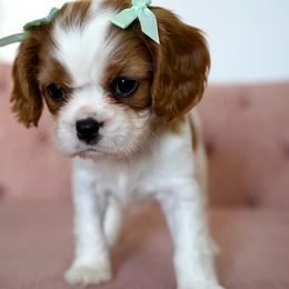Polly - Blenheim female Cavalier King Charles Spaniel puppy in Greensboro, North Carolina from Hyde Park Cavaliers