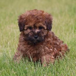 Olive - Wheaten female Whoodle puppy in West Bend, Iowa from Blue Skies Terriers